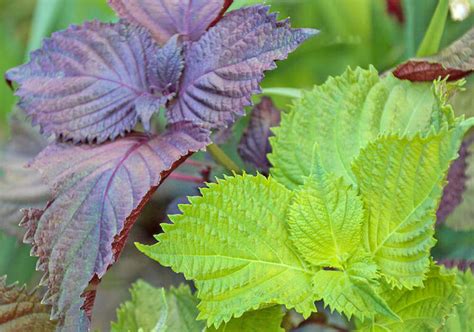 大葉植物種類|シソの種類（原種、品種）｜植物図鑑｜みんなの趣味の園芸（N